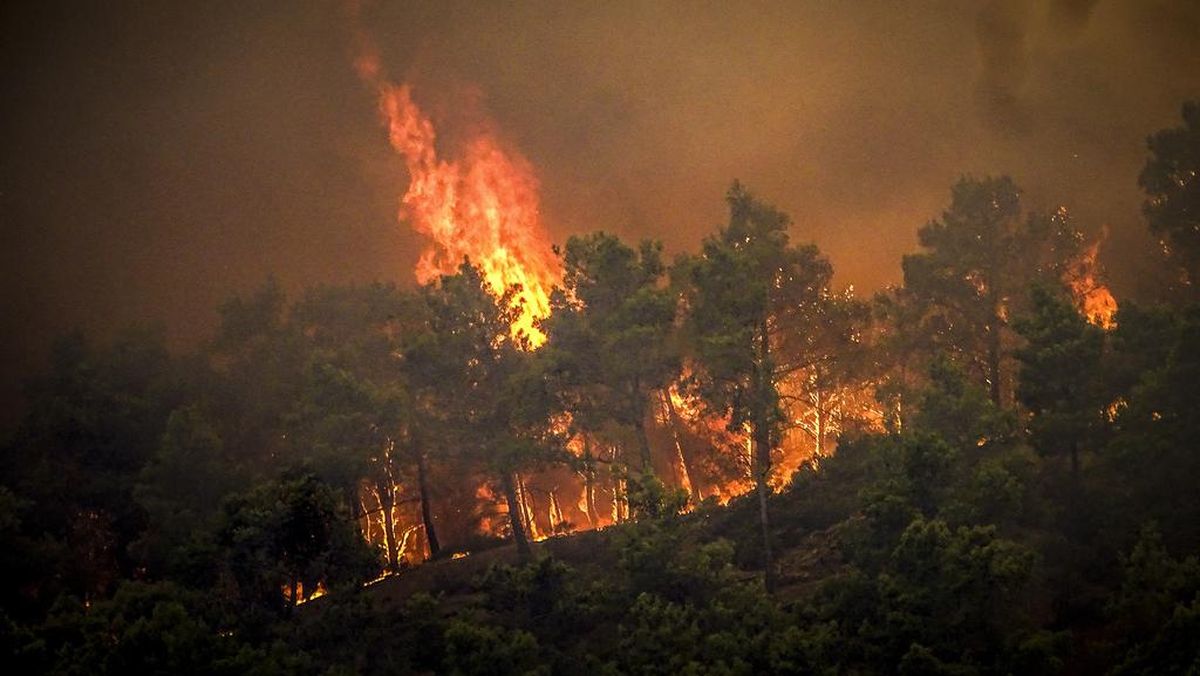 Ancaman Kebakaran Hutan Memahami Penyebab Dampak 2024