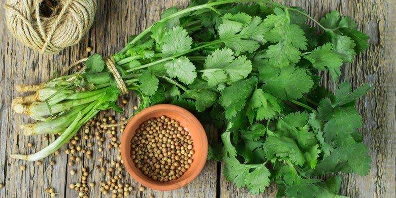 Manfaat Ketumbar segar dengan daun hijau cerah dan biji yang siap digunakan, menonjolkan tanaman ini sebagai sumber antioksidan yang kaya untuk peningkatan kesehatan