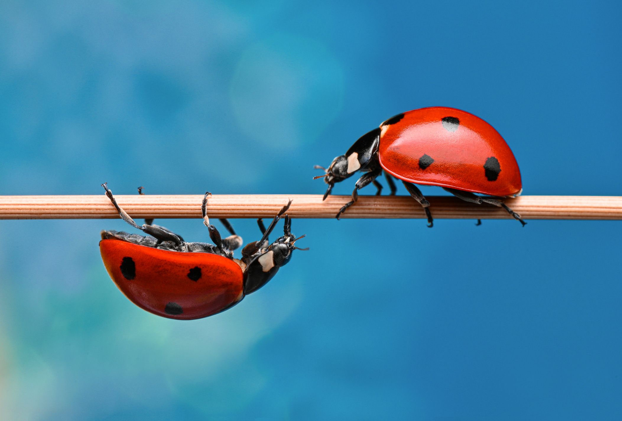 The Charming Ladybugs: Nature’s Tiny Garden Guardian 2024