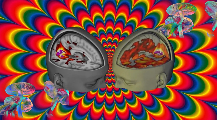 Psychedelic Medicine: The Resurgence of Research on Psychedelics