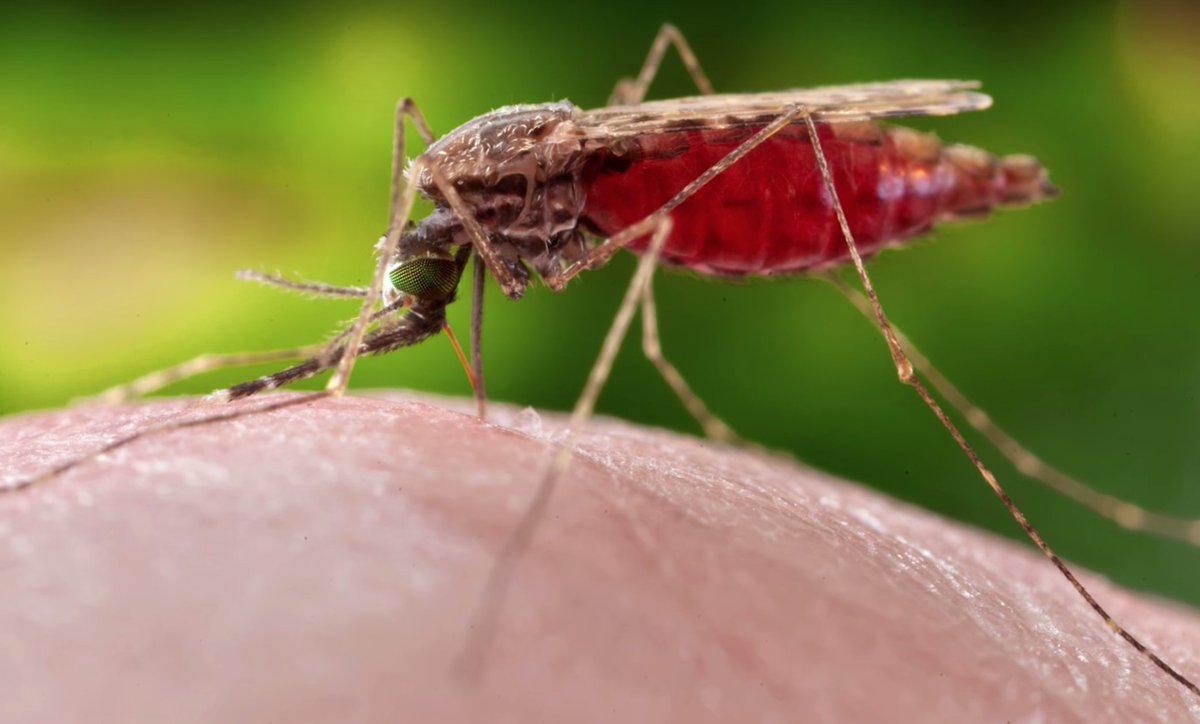 Parasit malaria Plasmodium tertangkap dalam darah manusia di bawah mikroskop