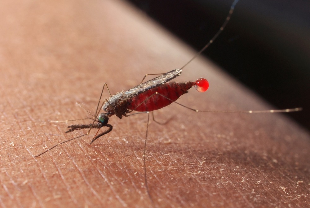 Seorang anak melindungi dirinya dari gigitan nyamuk Anopheles yang membawa parasit malaria