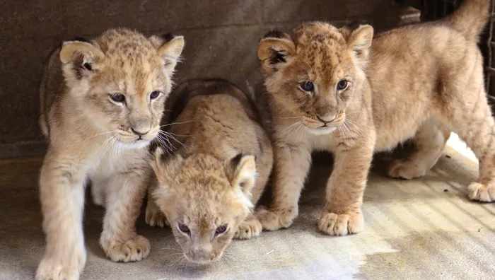 Majesty of Baby Lions