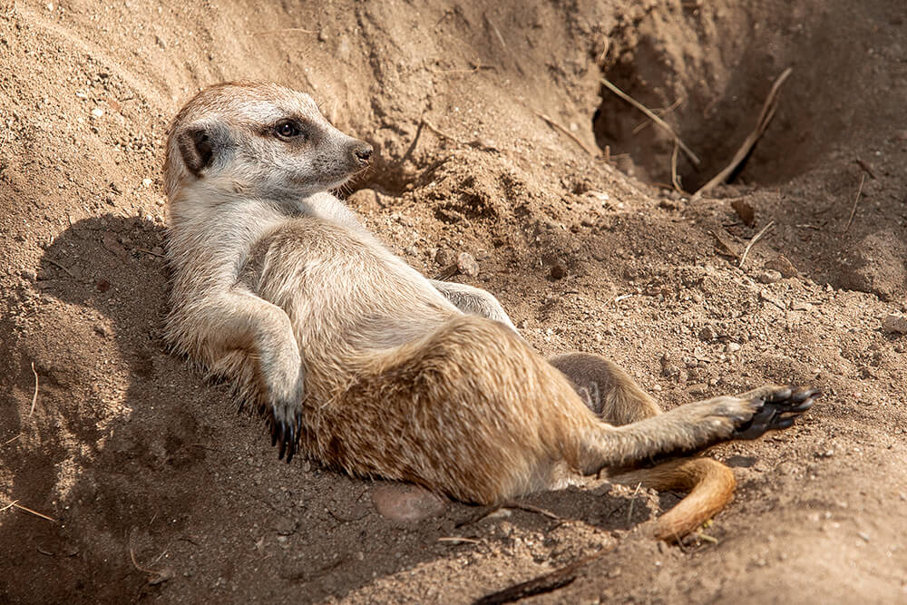 Meerkats Unveiled: Secrets of Their Social Structures and Survival