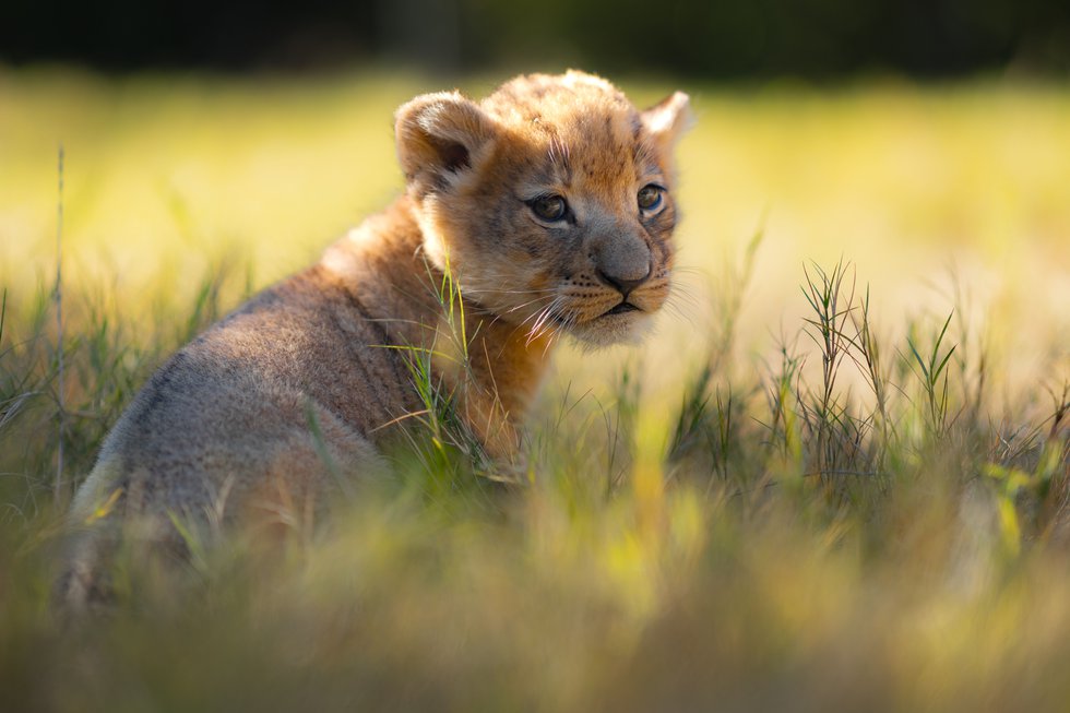 Qualities of Baby Lions