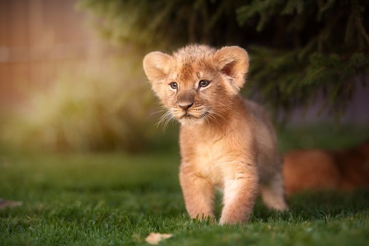 Baby Lion: Embrace the Adorable Majesty of Nature’s Young King!