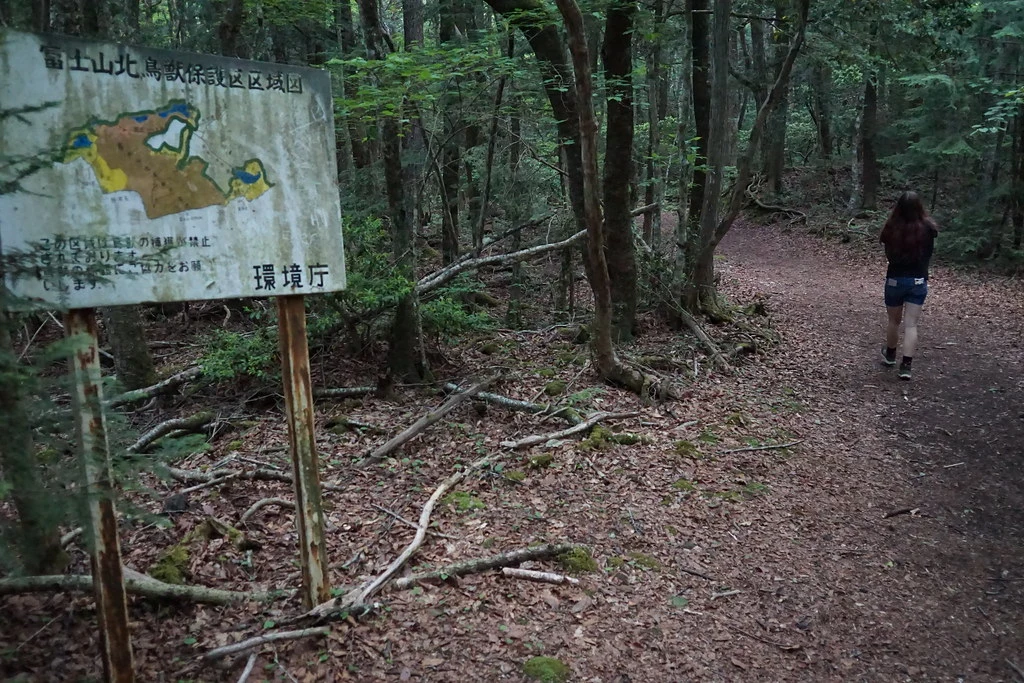 Exploring Aokigahara Forest