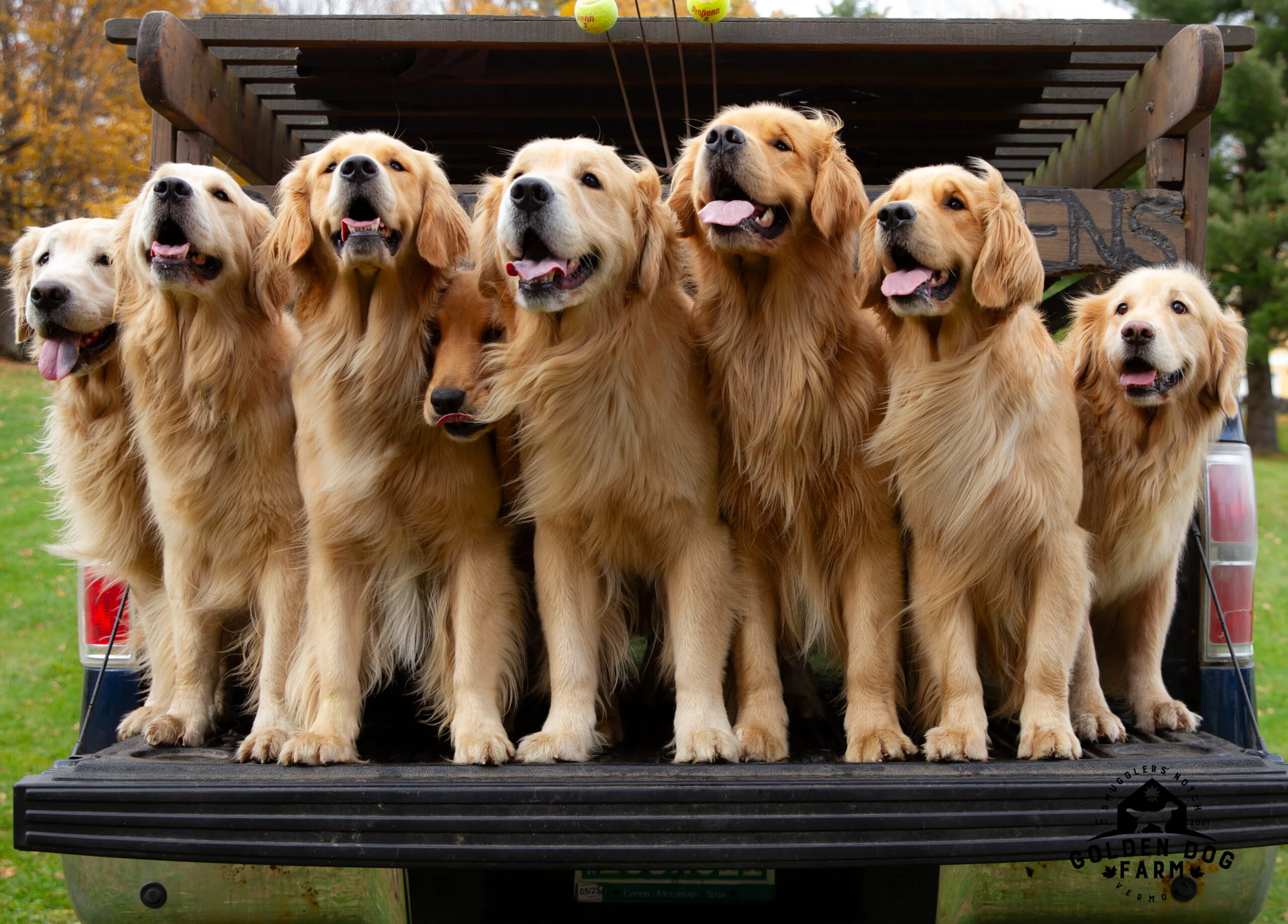 Golden Retriever: Embrace the Loyal and Loving Nature of This Family Favorite