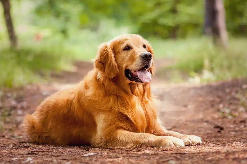 Personality Traits of the Golden Retriever