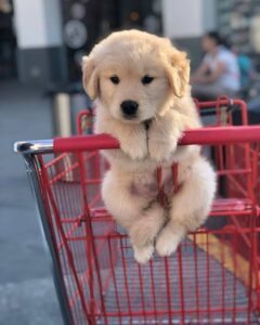 Golden Retriever Populer