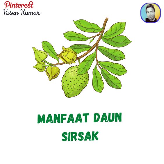 Teh Daun Sirsak: Manfaat Kesehatan dari Alam