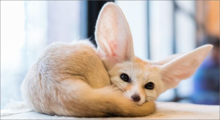 Characteristics of the Fennec Fox