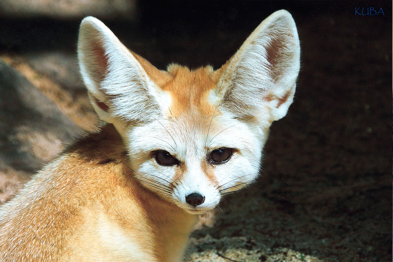 Conservation of the Fennec Fox