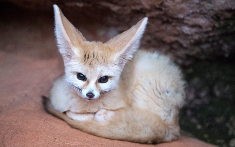 Fennec Fox in the Desert