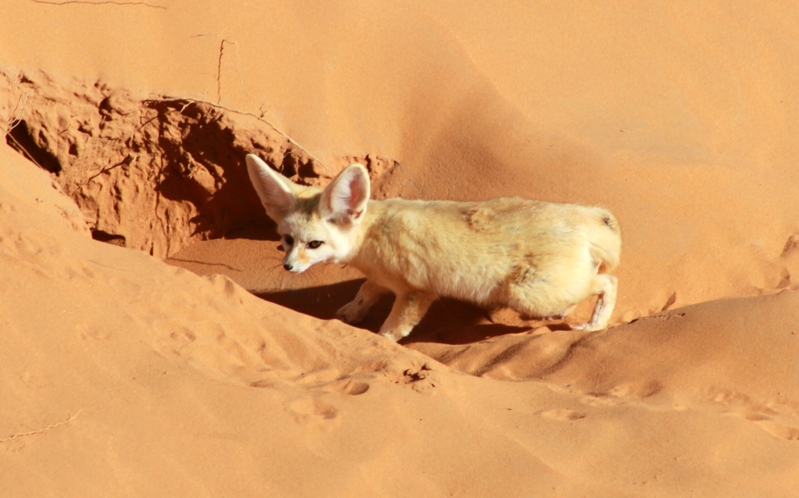 Fennec Fox: Discover the Extraordinary Charm and Resilience of the Desert’s Most Adorable Survivor