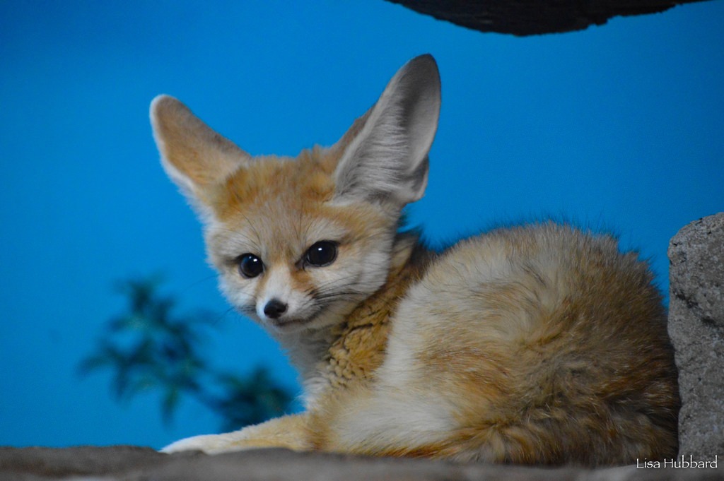 Global Appeal of the Fennec Fox