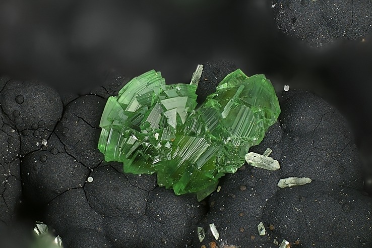 History of Adamite