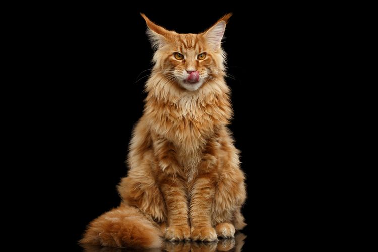 Kucing Maine Coon