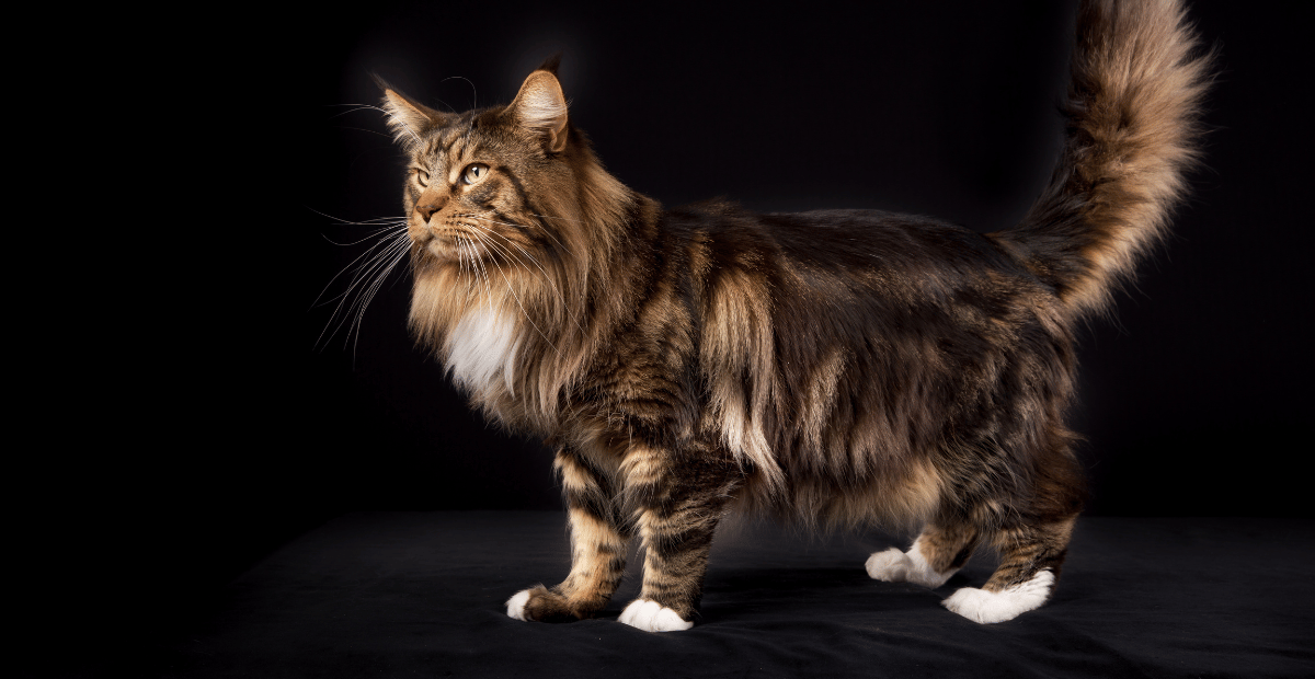 Kucing Maine Coon