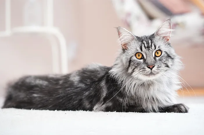 Kucing Maine Coon