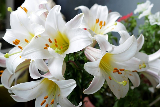 Bunga Lily