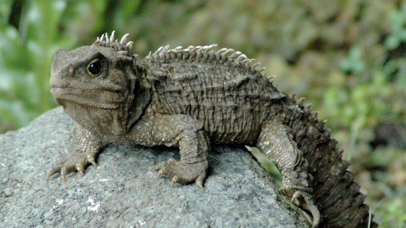 Tuatara