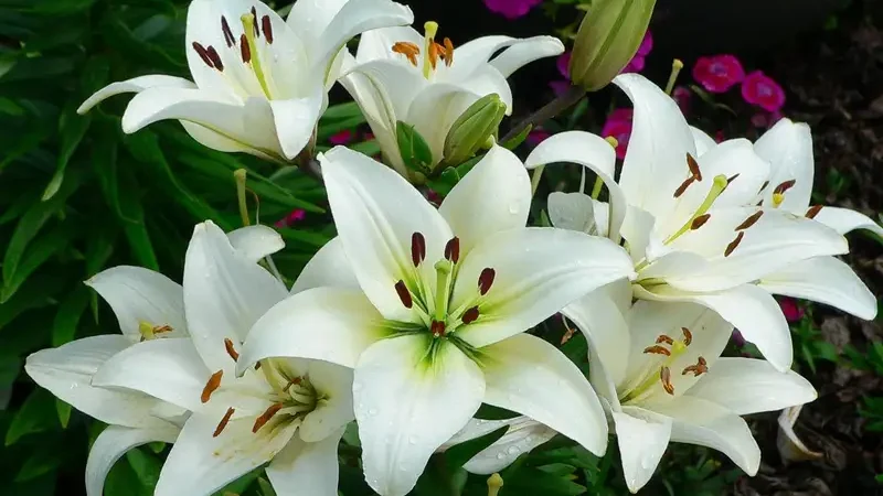 Bunga Lily