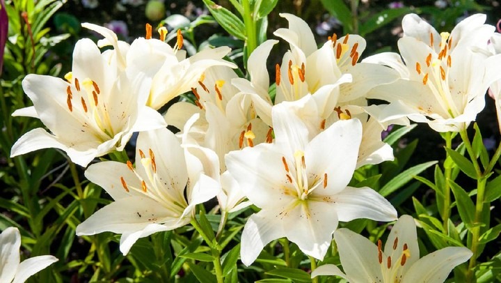 Bunga Lily