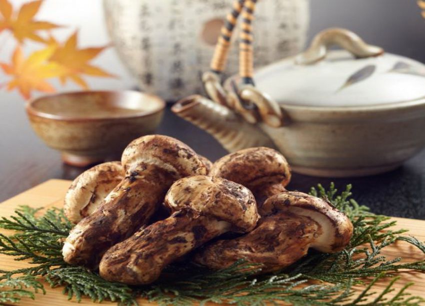 Matsutake: Jamur Langka yang Pernah Bikin Saya Bingung dan Malah Jadi Favorit Baru