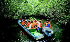 Bintan Mangrove