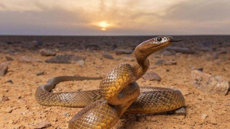 Taipan Pedalaman: Sensasi, Fakta, dan Pengalaman Seru Menjelajah Dunia Ular Paling Berbisa
