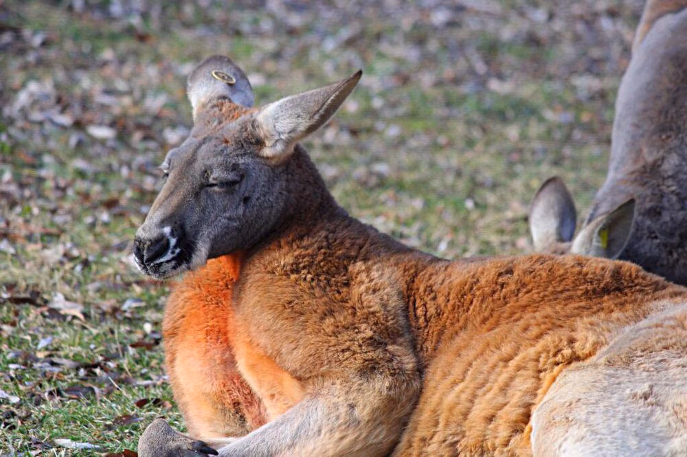 Kanguru Merah: Lompatan Lincah dari Padang Gurun Australia