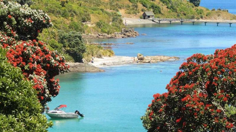 Pulau Tiritiri Matangi