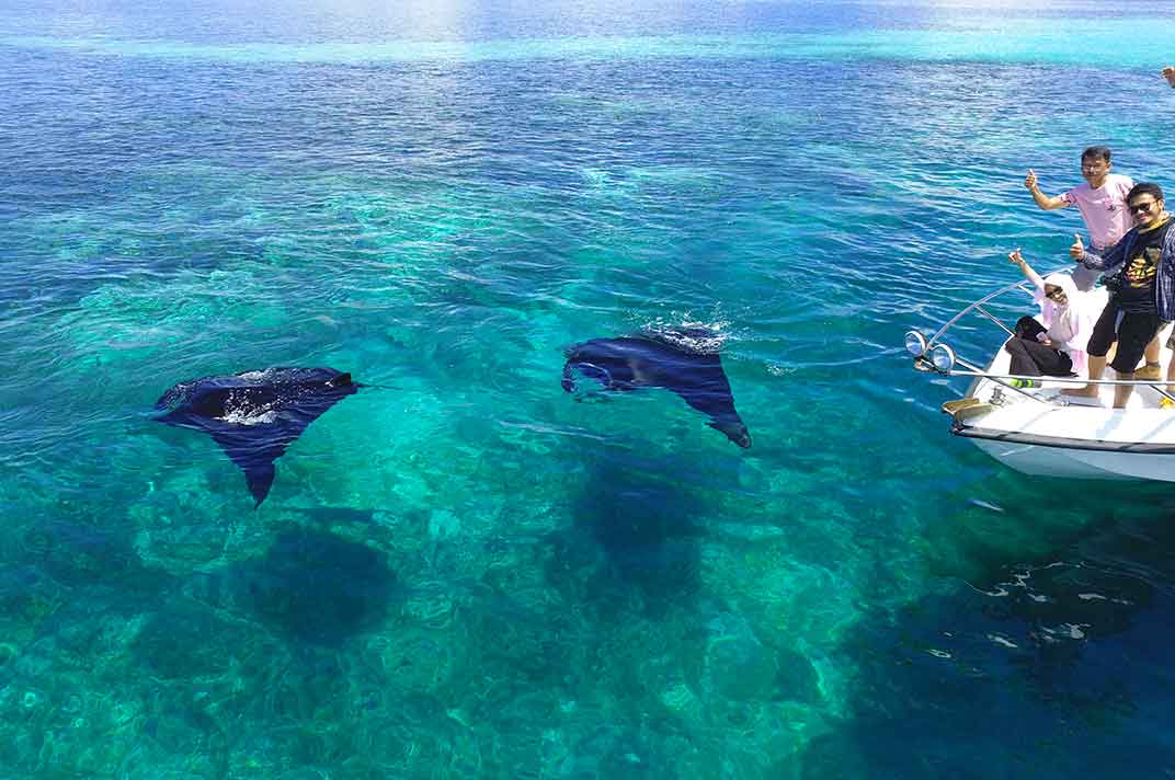 Etika Wisata dan Konservasi Pari Manta