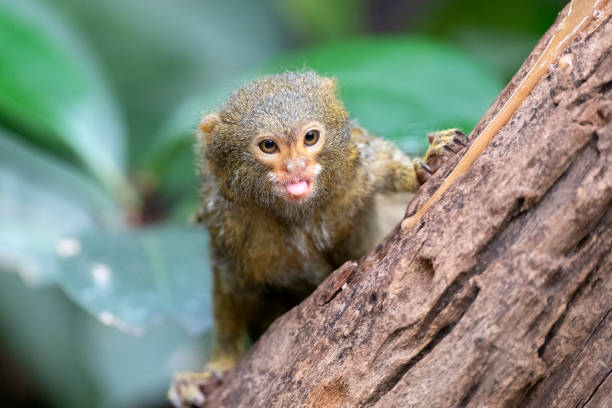 Marmoset Kerdil