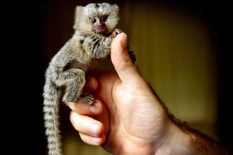 Marmoset Kerdil: Makhluk Kecil yang Menyimpan Dunia Besar di Dalamnya