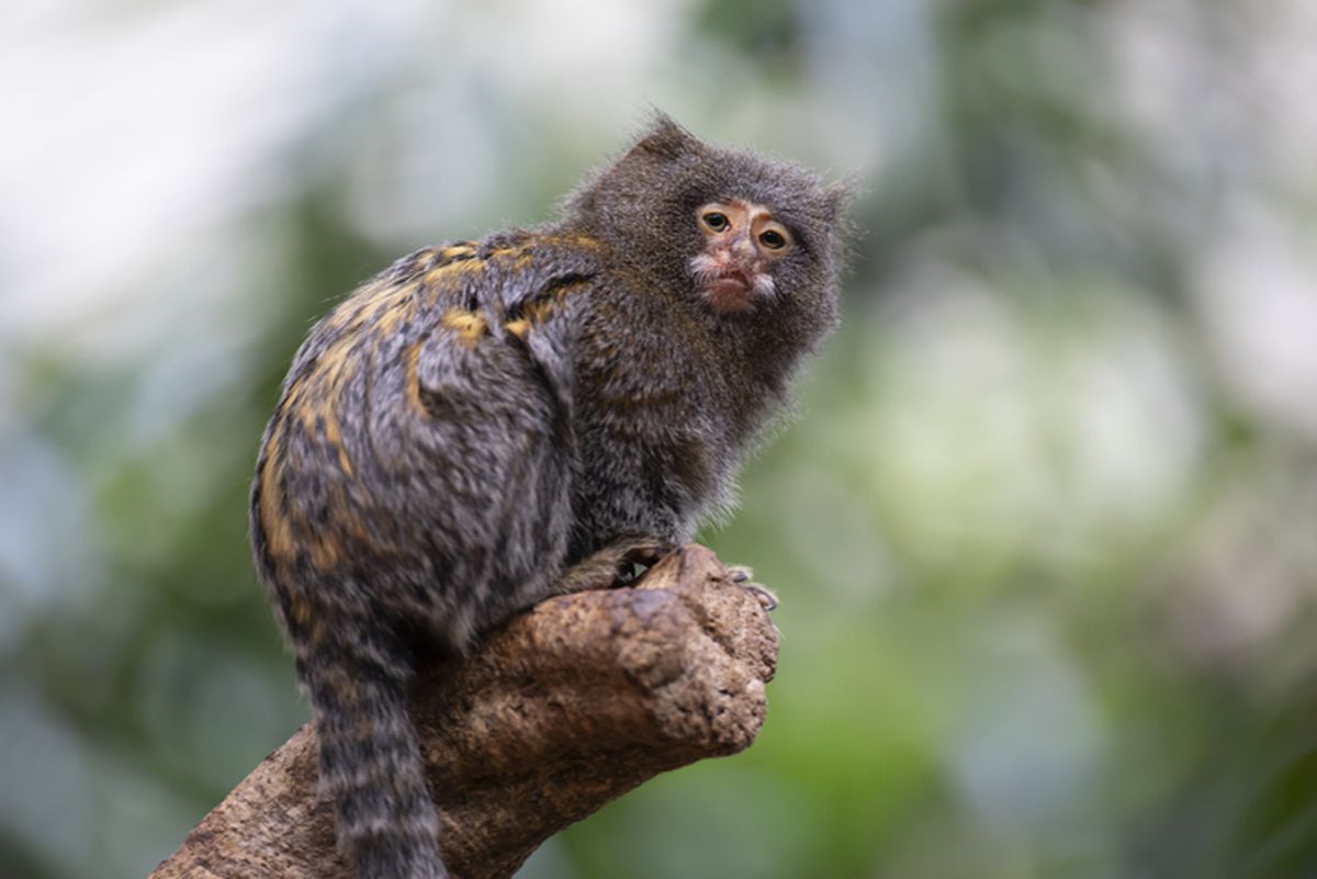 Marmoset Kerdil