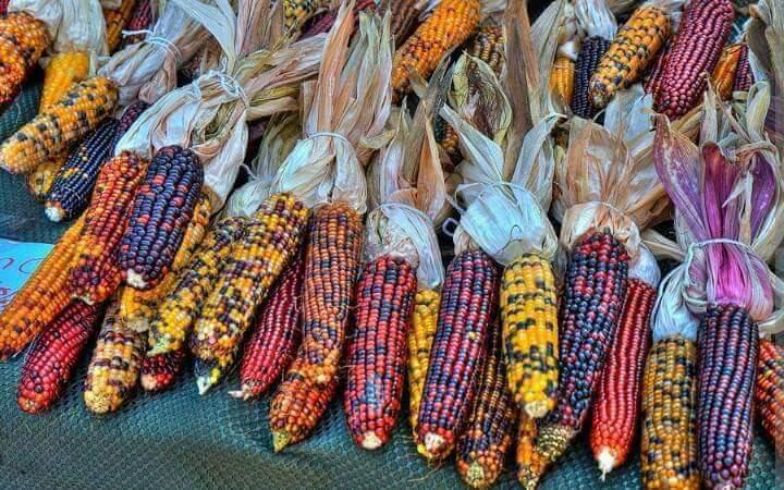 Jagung Warna Warni