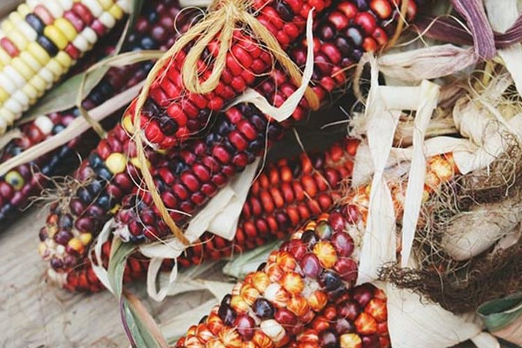 Jagung Warna Warni