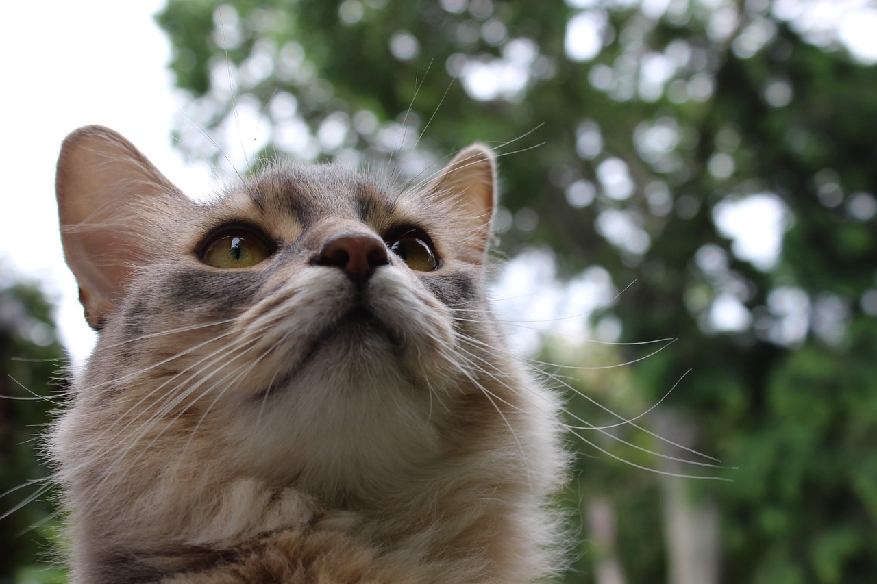 Perawatan Kucing Somali: Aktif, Cerdas, dan Elegan