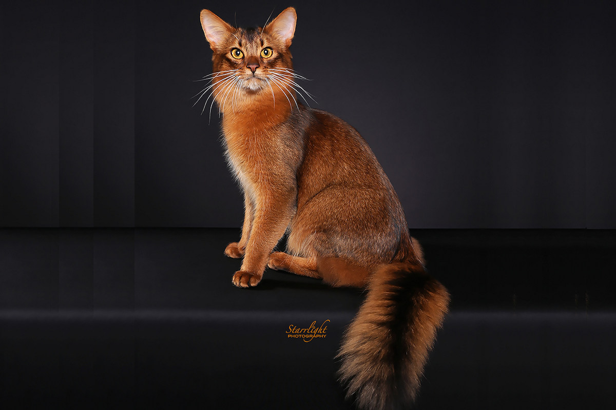 Lingkungan Ideal untuk Kucing Somali