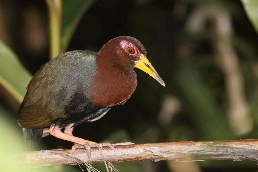 Mengenal Mandar Dengkur Lebih Dekat