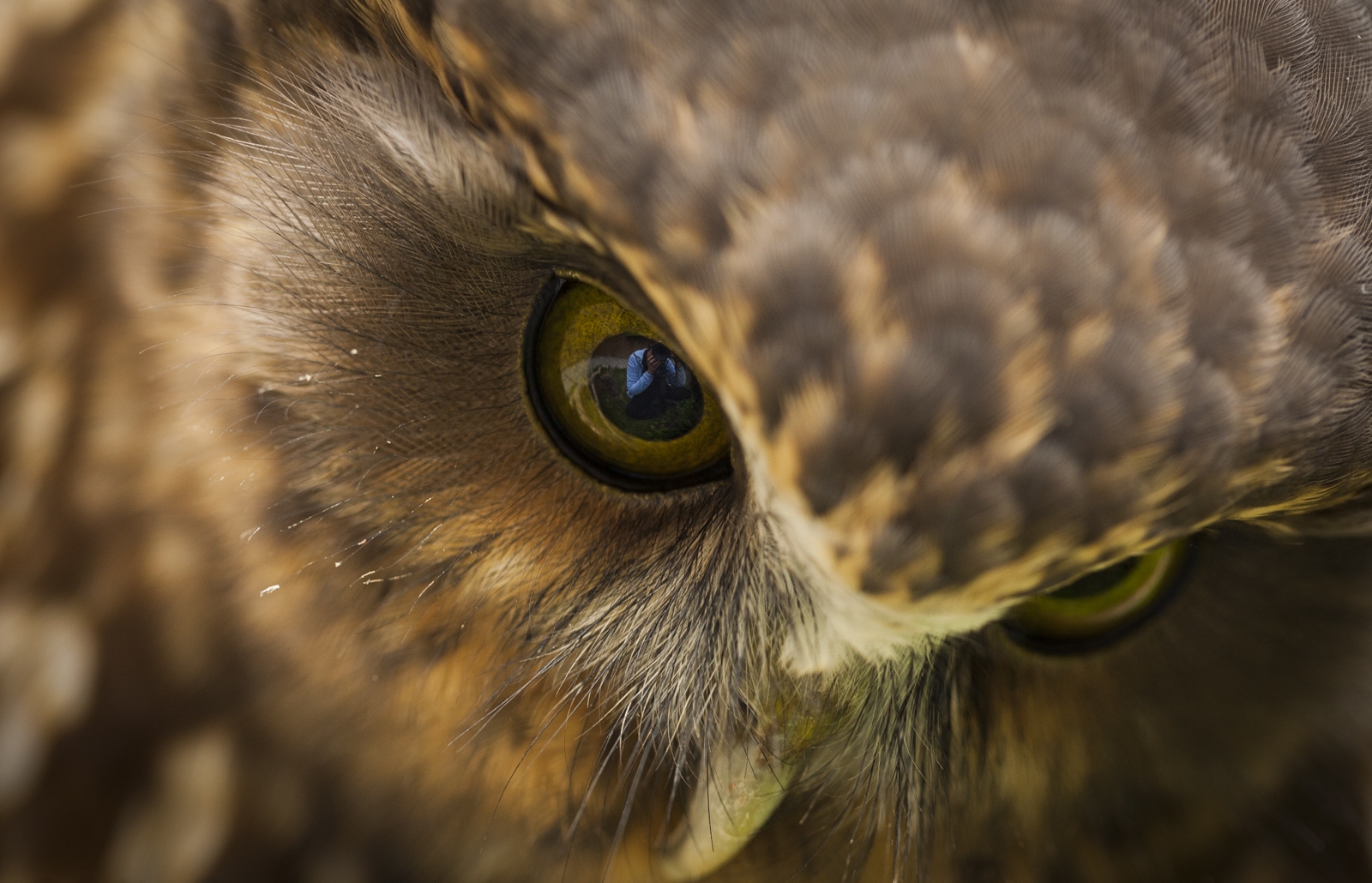 Adaptasi Unik di Lingkungan yang Menantang