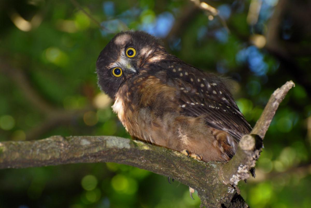 Bentang Alam Utama dan Preferensi Wilayah Morepork