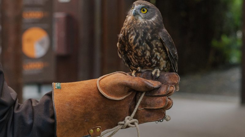 Morepork