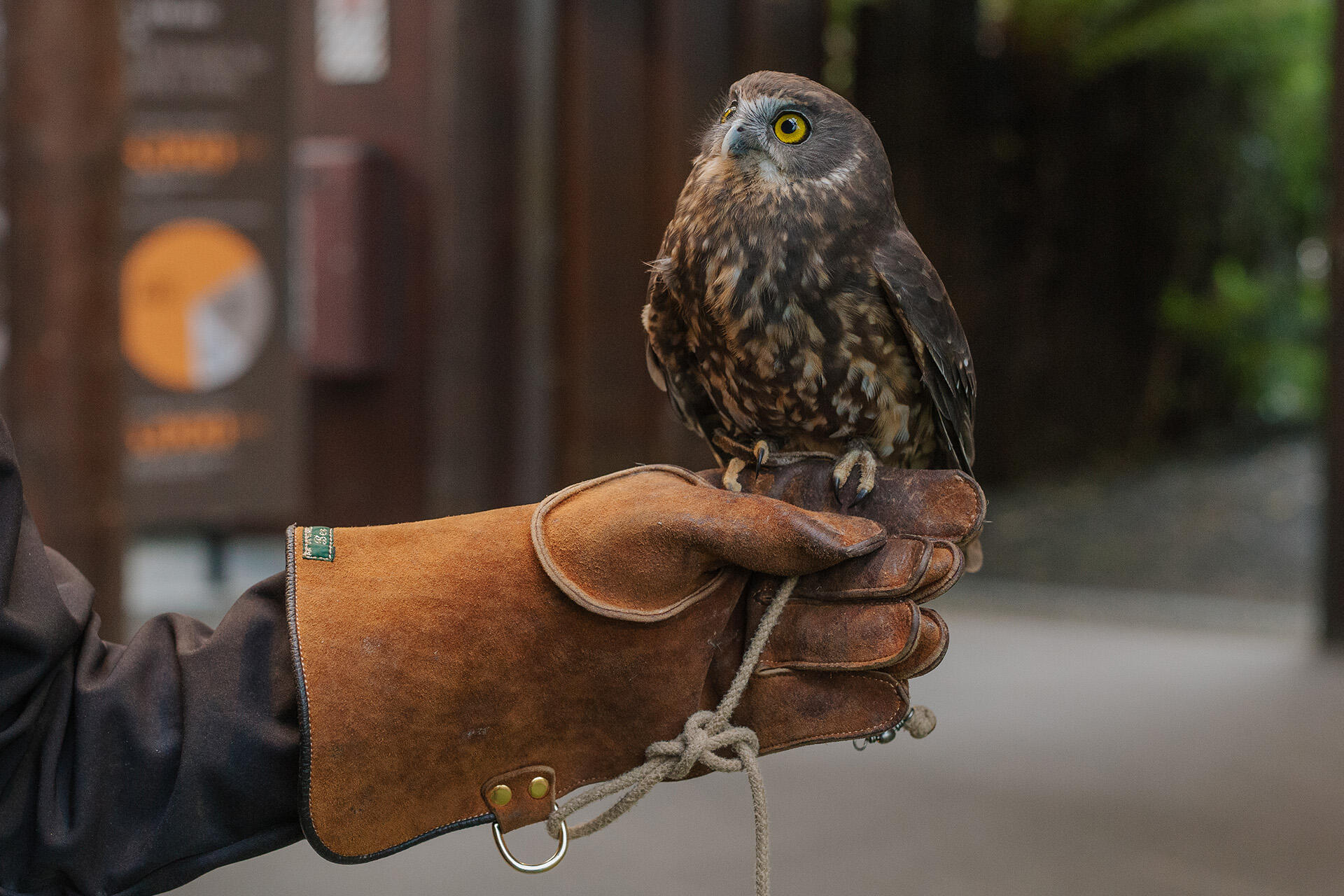 Mengenal Morepork: Burung Hantu Penjaga Hutan Selandia Baru