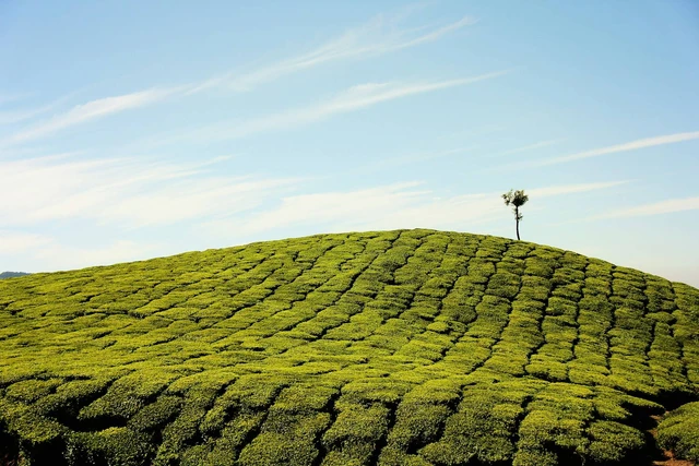 Wisata Bukit Harapan